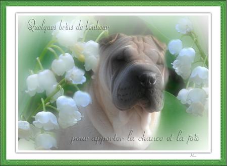 1er  Mai
