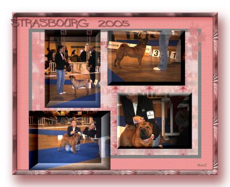 CACIB STRASBOURG